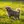 Cavapoo
