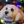 Maltipoo