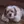 Bichon Havanais