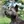 Cairn Terrier