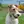 Fox Terrier