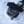Affenpinscher