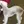 Bedlington Terrier