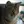 Ocicat