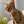 Ocicat
