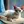 Devon Rex