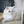 Angora Turc