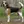 Beagle-Harrier