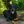 Beauceron