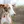 Podenco Ibicenco