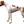 Pointer Anglais