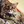 American Bobtail