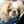 Pekingese
