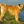 Border Terrier