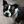 Boston Terrier