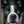 Boston Terrier