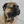 Bullmastiff