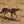 Chausie