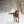 Chesapeake Bay Retriever
