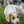 Chien courant d'Istrie à poil dur
