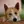Canaan Dog