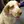 Clumber Spaniel