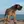 Dogo Canario