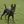 English Toy Terrier