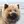 Eurasier