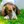 Field Spaniel