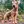 Irish Terrier