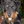 Jagd Terrier