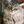 Kurilian Bobtail