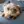 Norfolk Terrier