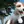 Parson Russell Terrier
