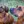 Rhodesian Ridgeback