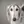Saluki