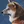 Shiba Inu