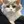 Selkirk Rex