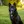 Schipperke