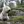 Sealyham Terrier