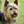 Silky Terrier