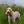 Spinone