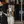 Welsh Springer Spaniel