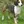 Basset de Westfalia
