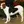 Chien courant de Halden
