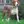Posavac Hound