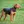 Servische lopende hond