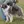 Chien de Berger Roumain des Carpathes