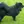 Chien suédois de Laponie